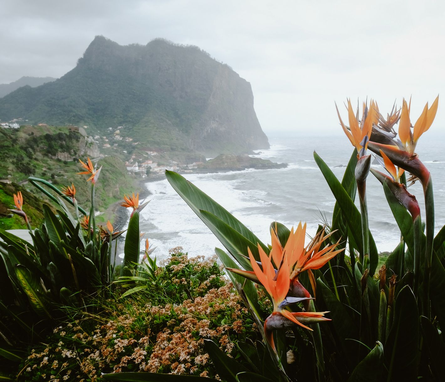 Die Paradiesvogelblumen von Madeira