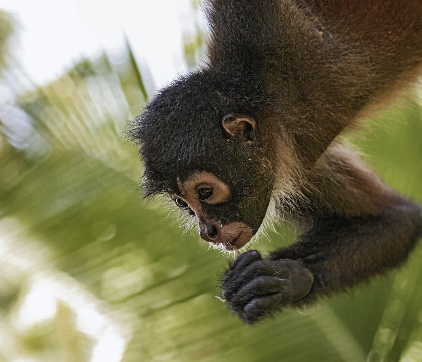 Balade au coeur de la jungle préservée du Corcovado