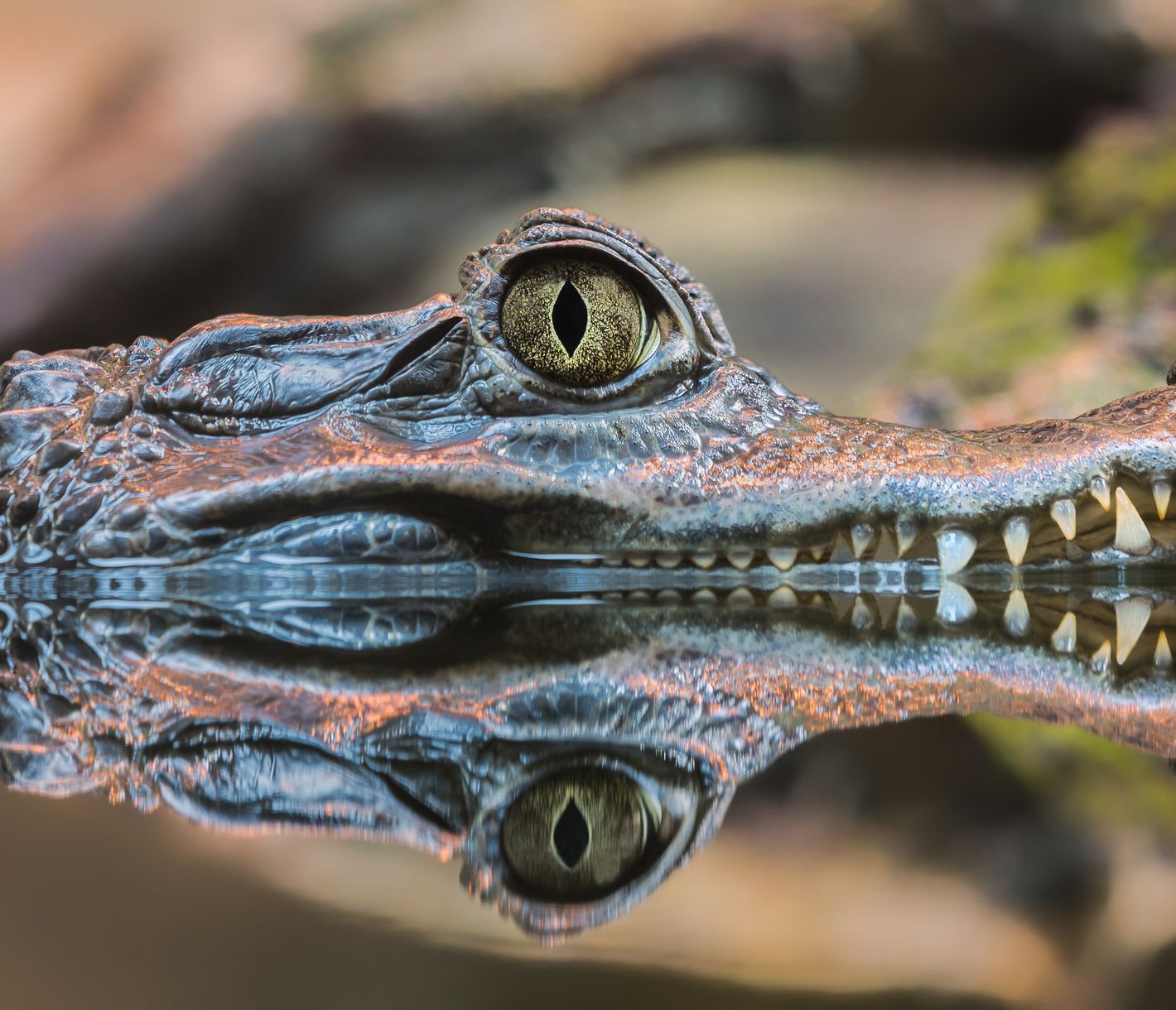 Des yeux flottants au fil de la rivière...