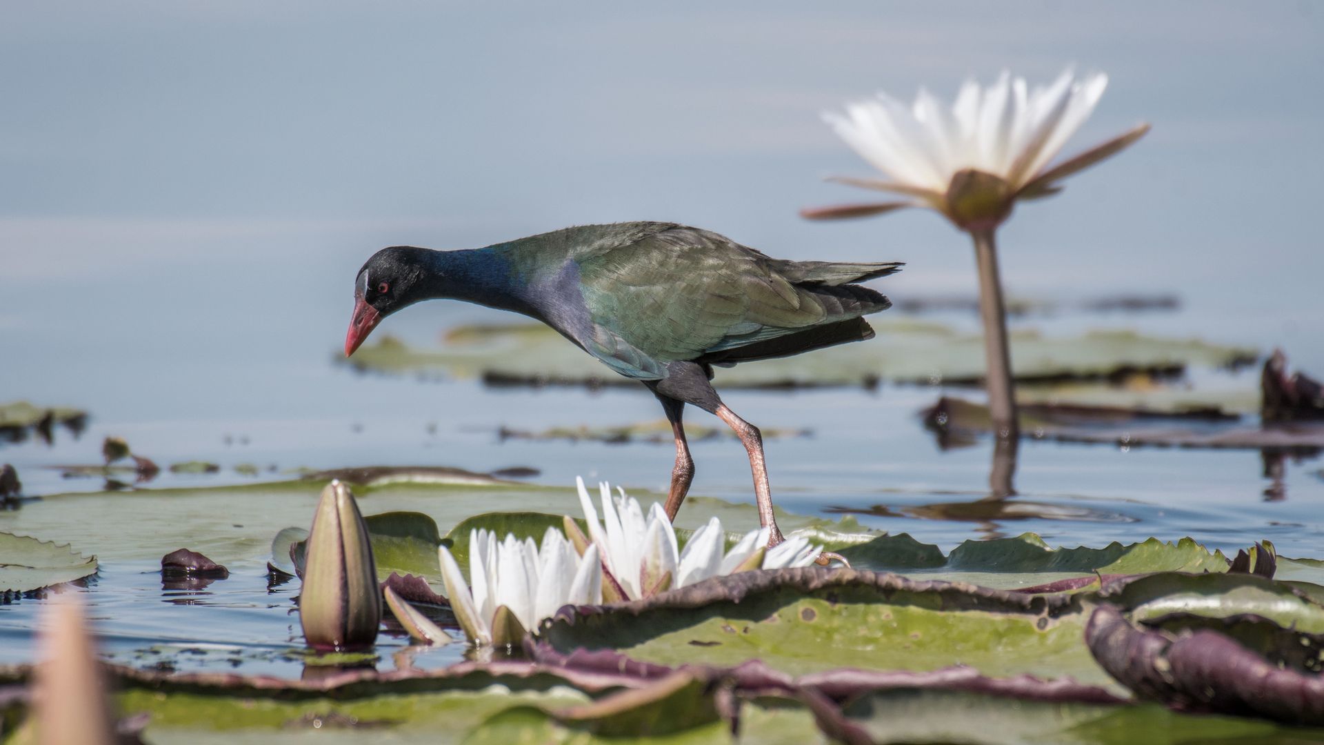 Une poule sultane se tient sur une feuille de nénuphar