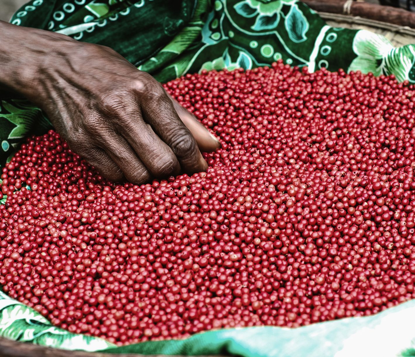 Frisch geernteter roter Pfeffer