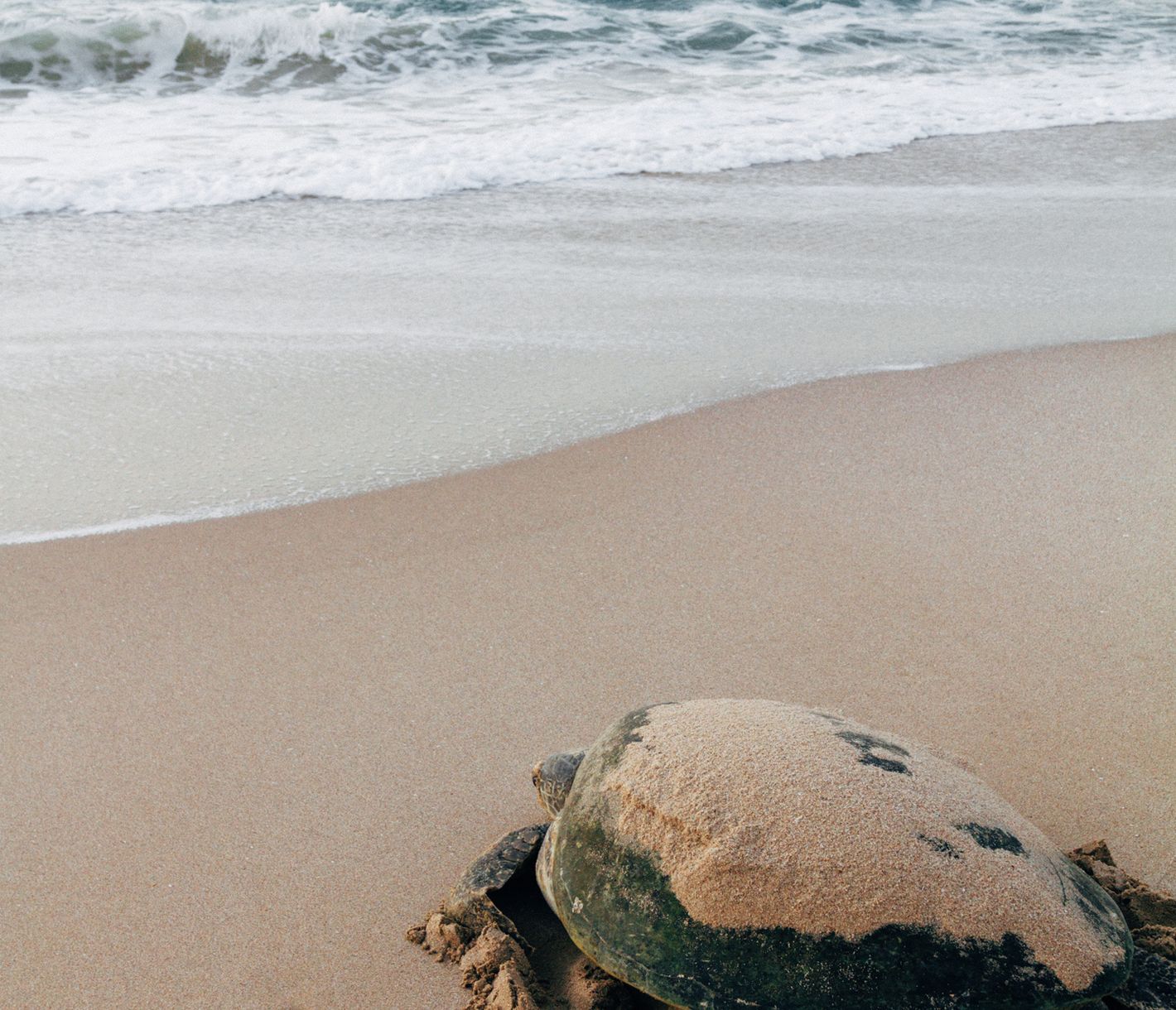Tortue de mer sur le chemin du retour