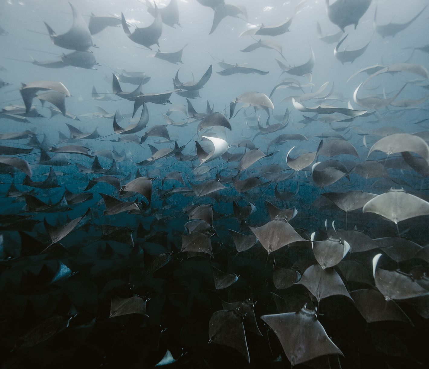 Cabo Pulmo, Tauchsafari