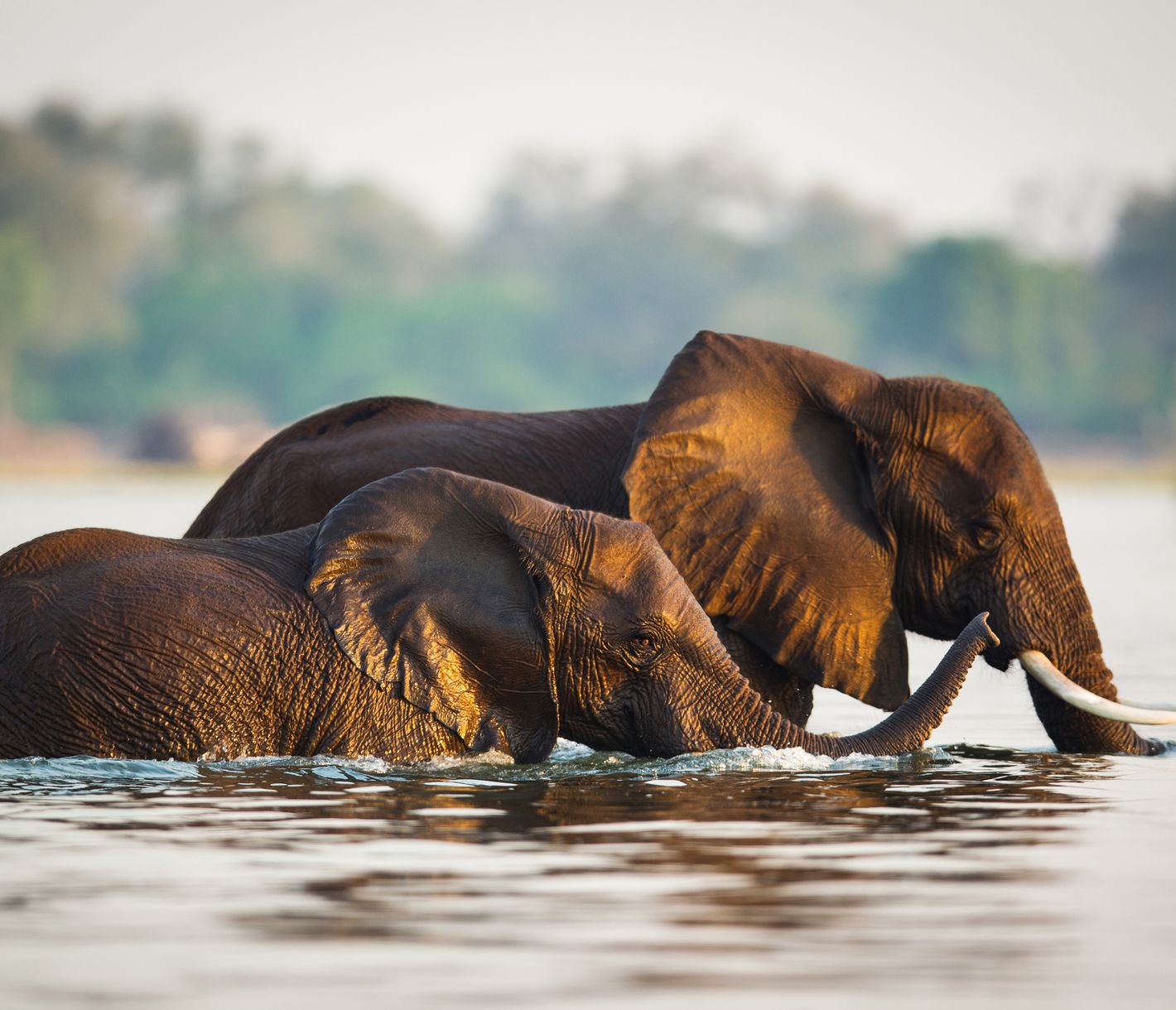 Le Lower Zambezi offre l'une des plus belles possibilités d'observation de la faune en Afrique.