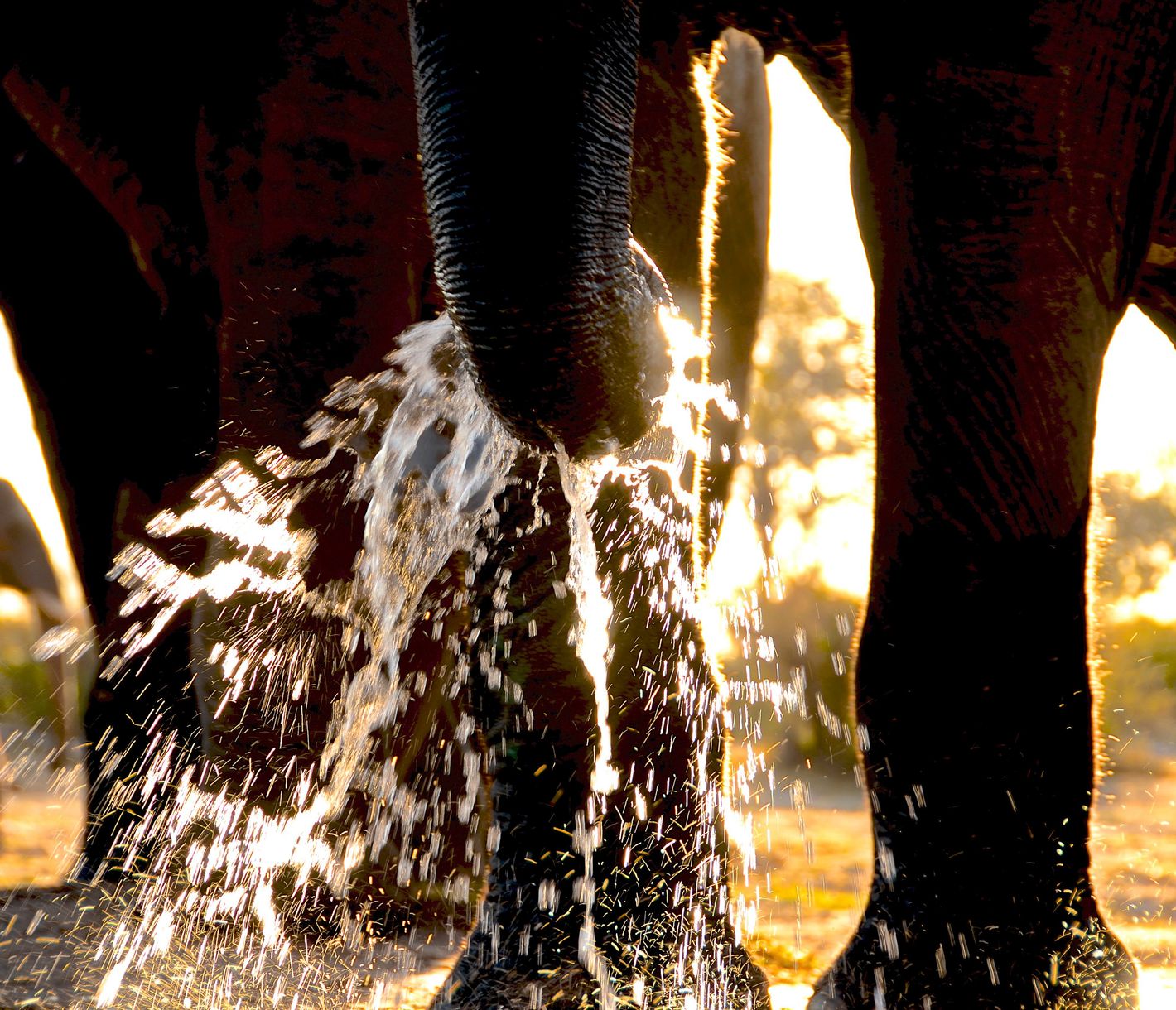 Elefanten beim Wassertrinken in der Abendstimmung