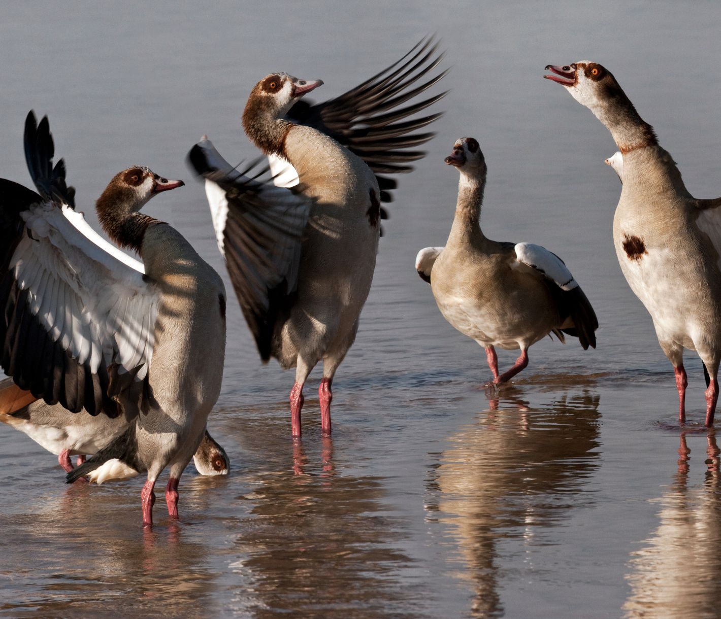 Nilgänse im seichten Ufer des Chobe-Flusses, Botswana
