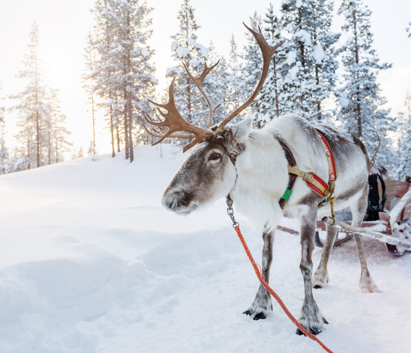 In Lappland gibt es mehr Rentiere als Menschen.