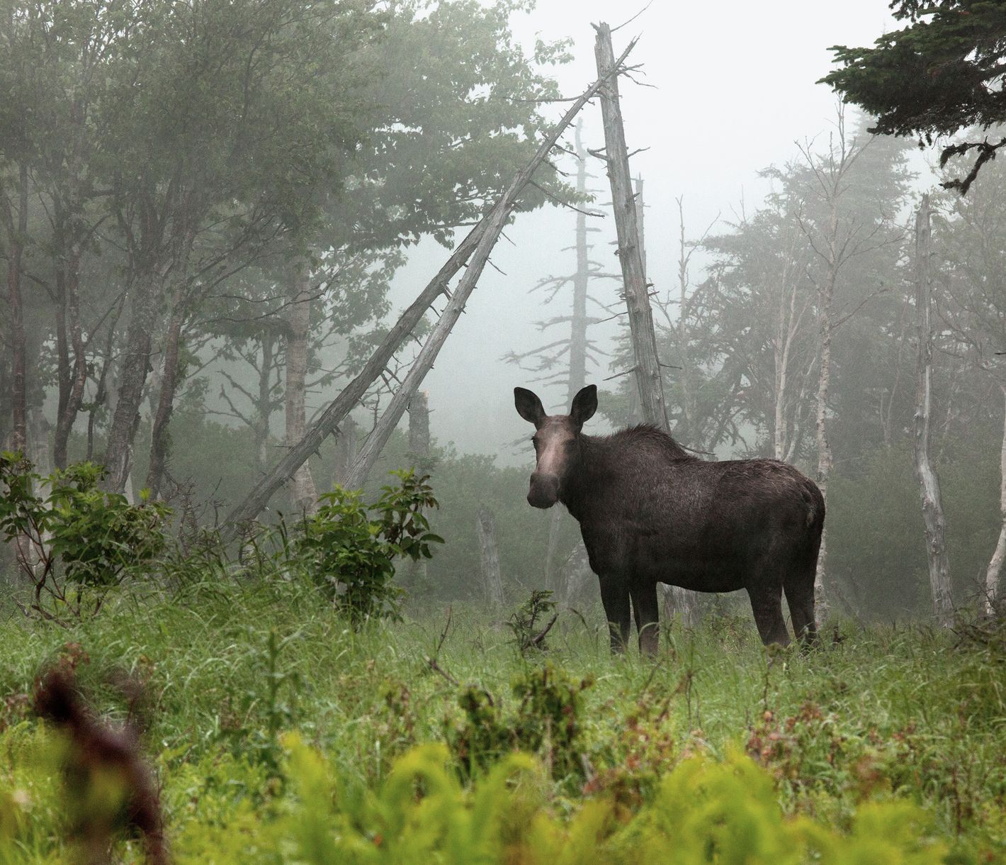 Elch auf Cape Breton Island
