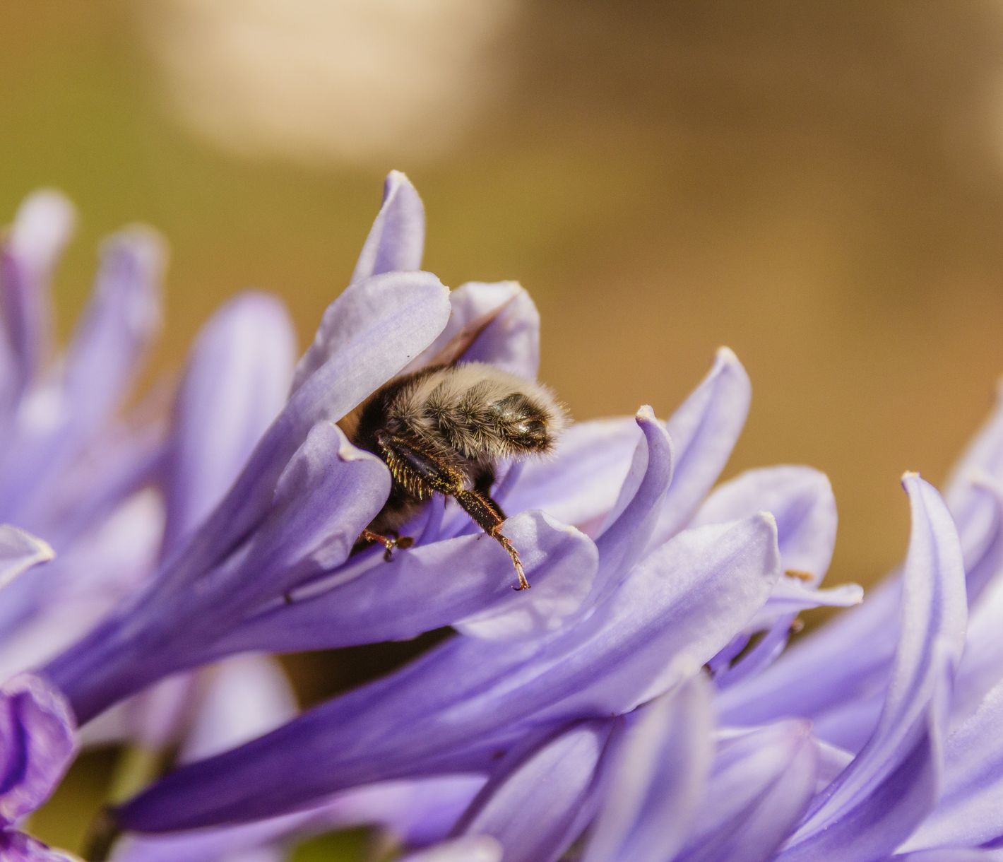 Bienen: die fleissigen Gärtner der Blumeninsel