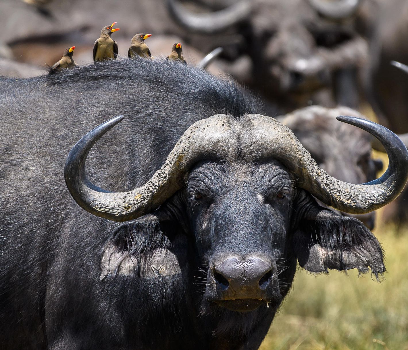Das Miteinander von Büffeln und Gelbschnabel-Madenhackern