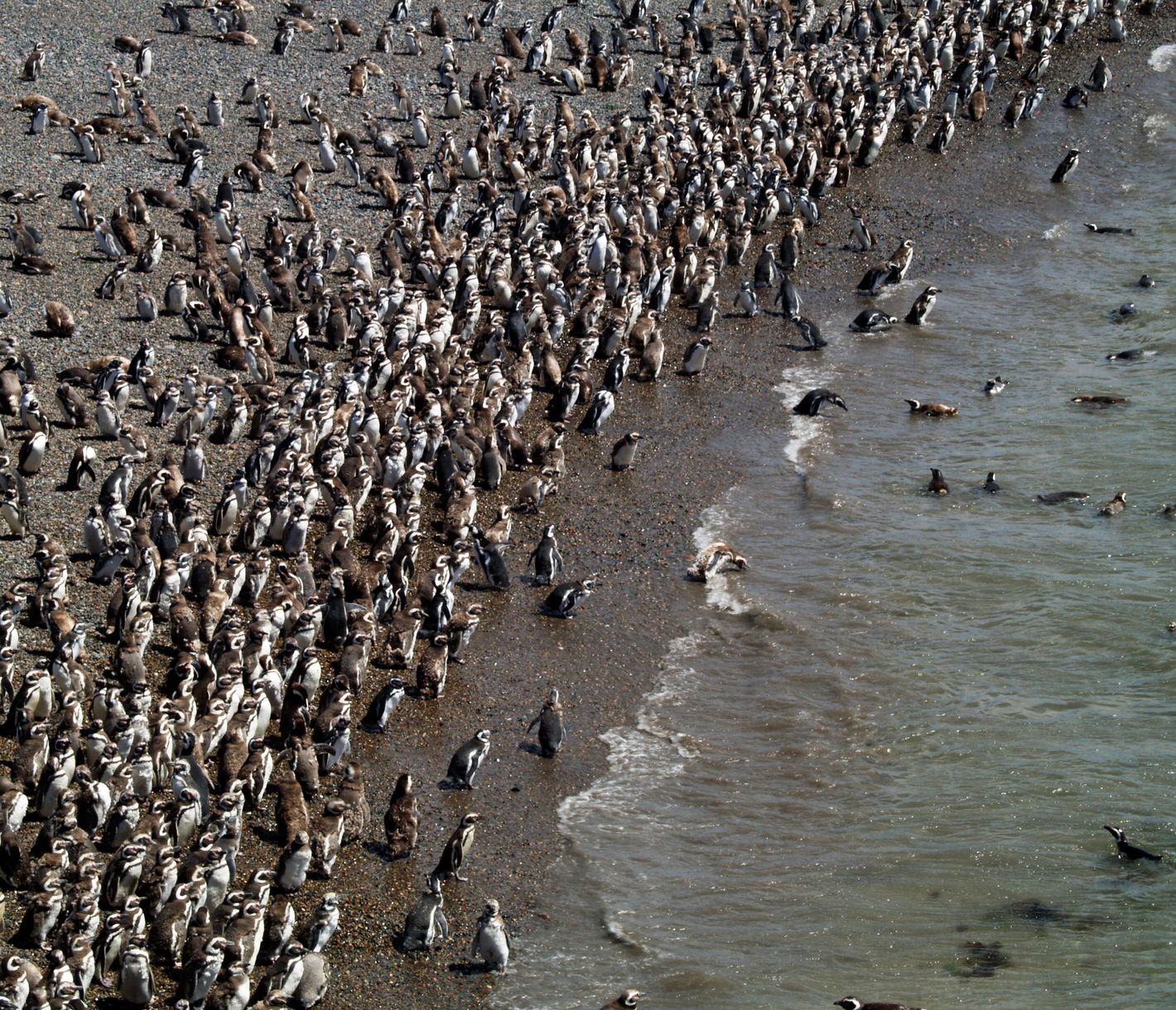 Eine halbe Million Frackträger
