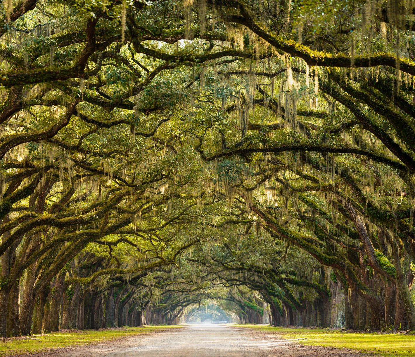 Etwas ausserhalb von Savannah führt eine imposante Allee zur nicht minder beeindruckenden Wormsloe Plantation.
