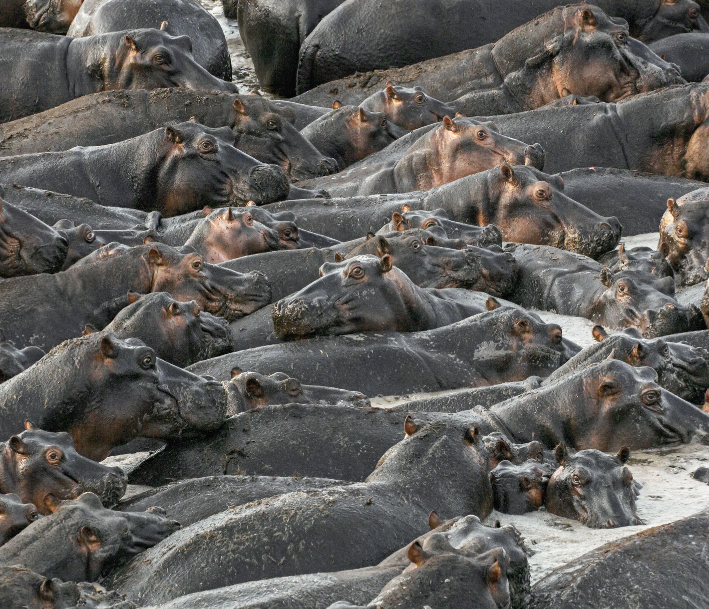 Gedränge in einem «Hippo Pool» im Katavi-Nationalpark