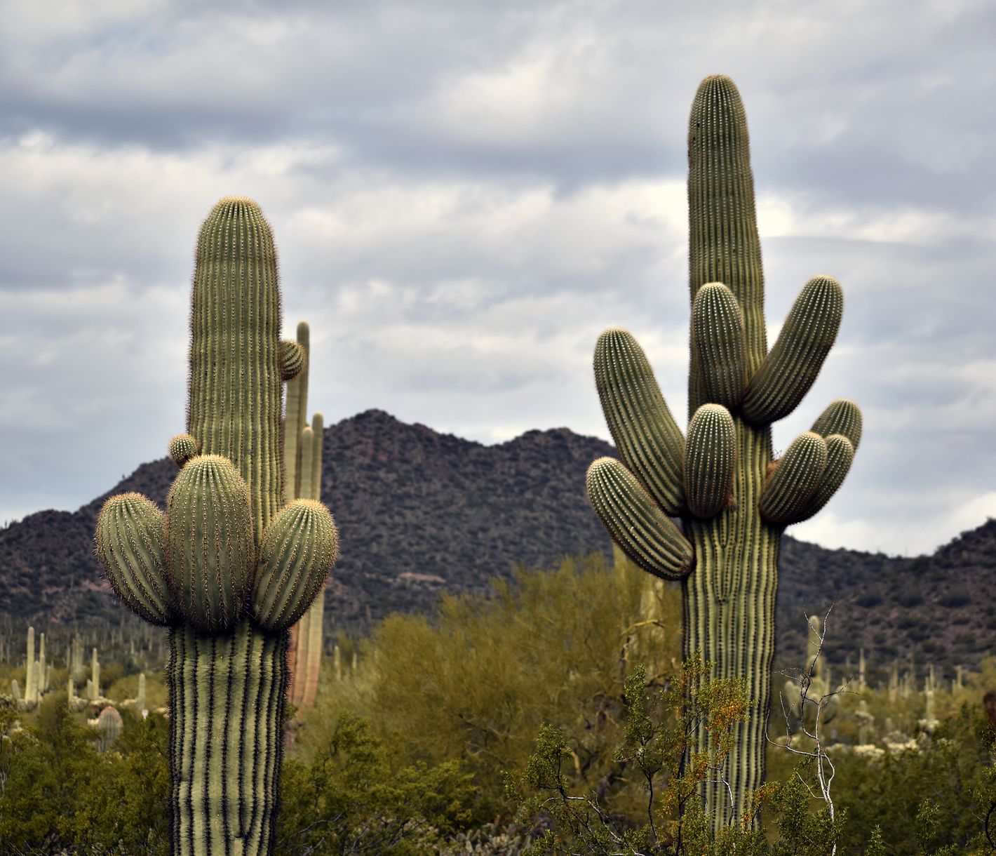 Saguaro Kakteen, so hoch wie Bäume, prägen die Landschaft im Süden von Arizona.