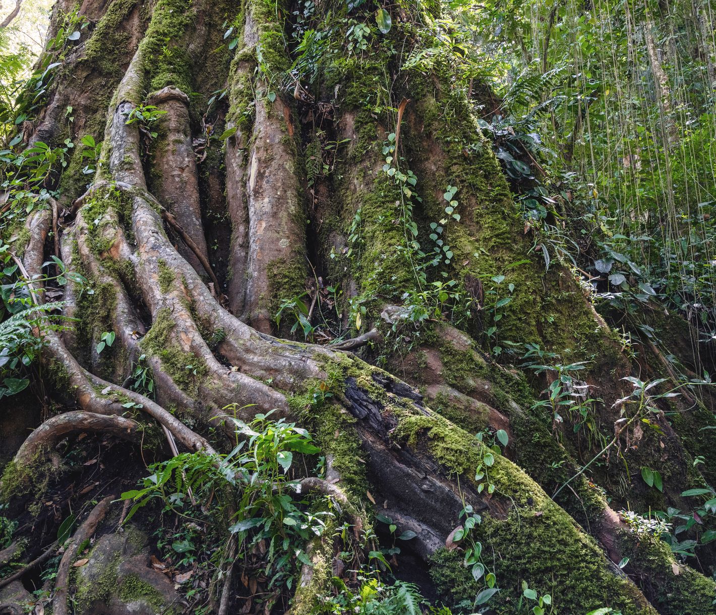 Mächtiger Baumriese im Volcan-Baru-Nationalpark
