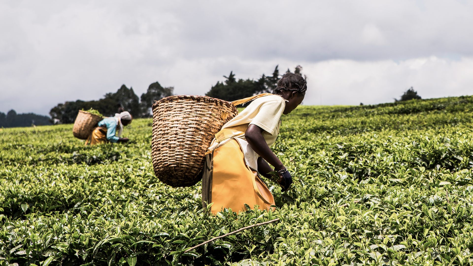 Kompletter Szenenwechsel im Satemwa Tea Estate