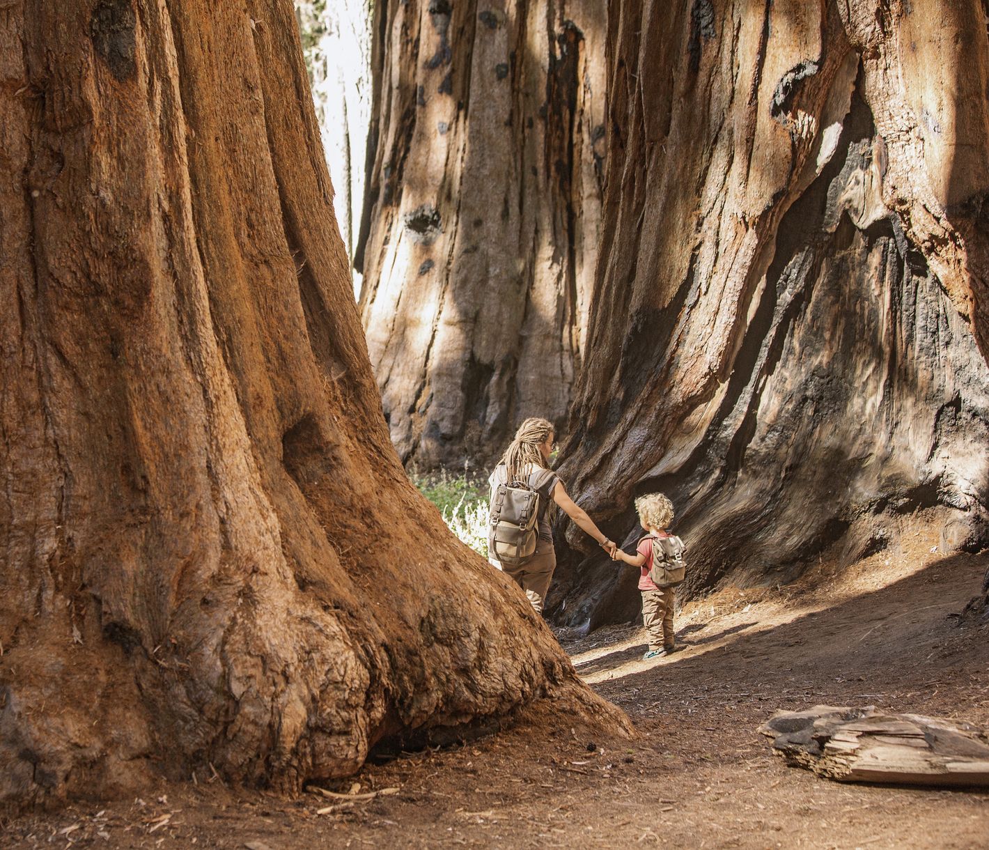 Le Parc National de Sequoia impressionne par ses arbres comptant parmi les plus grands du monde.