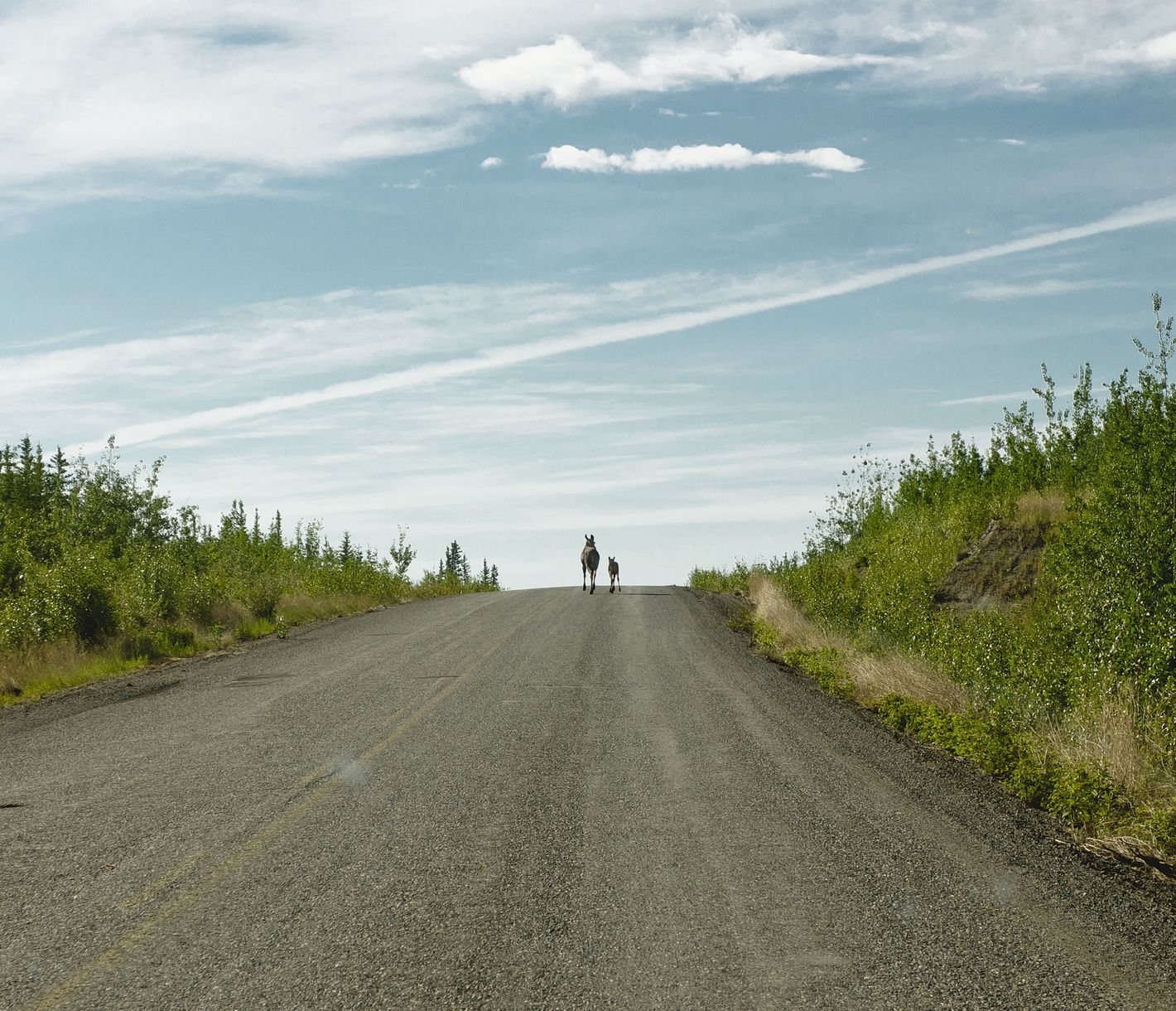 Tierischer Besuch auf dem Klondike Highway