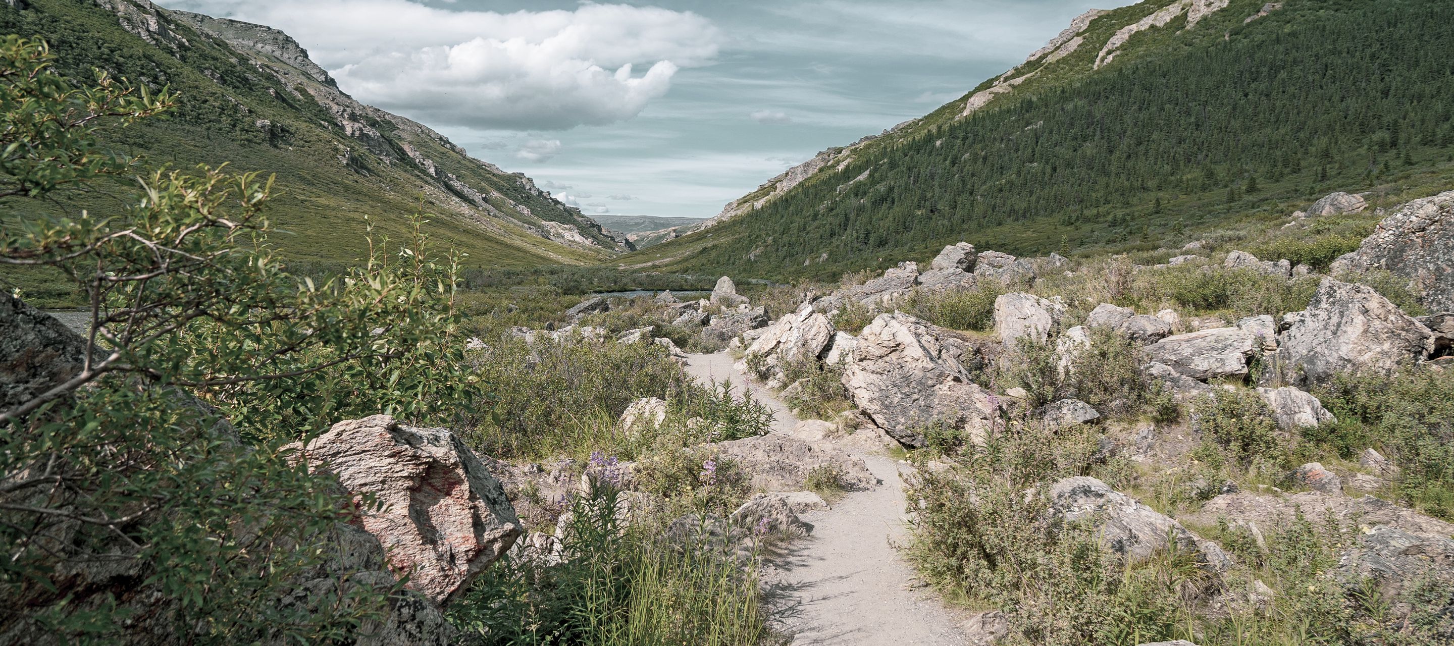 Denali National Park Savage River