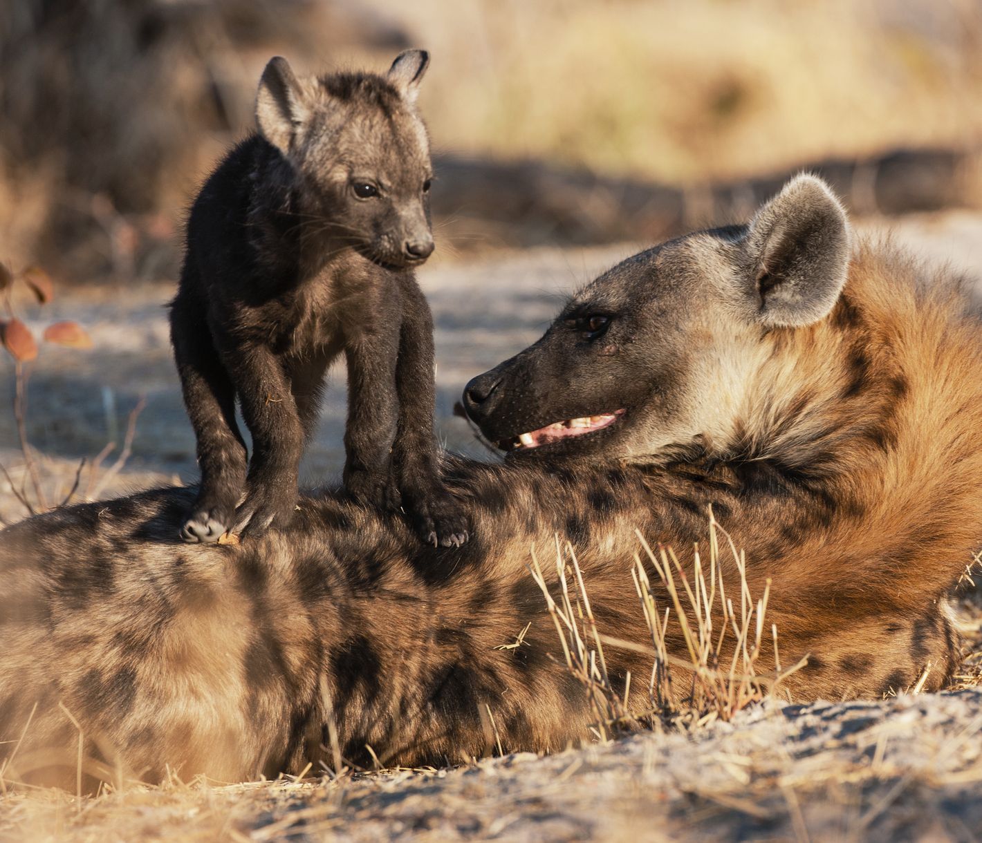 Junge Hyänen sind sehr spielfreudig, die Mama hat nicht immer Freude daran