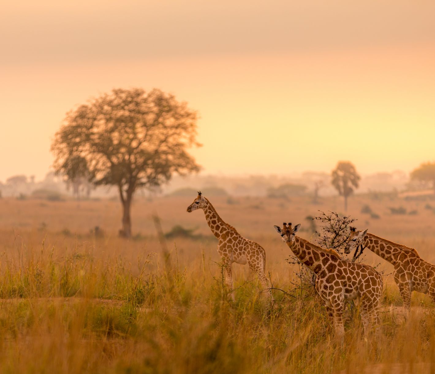 Rothschildgiraffen in den Weiten des Murchison-Falls-Nationalparks