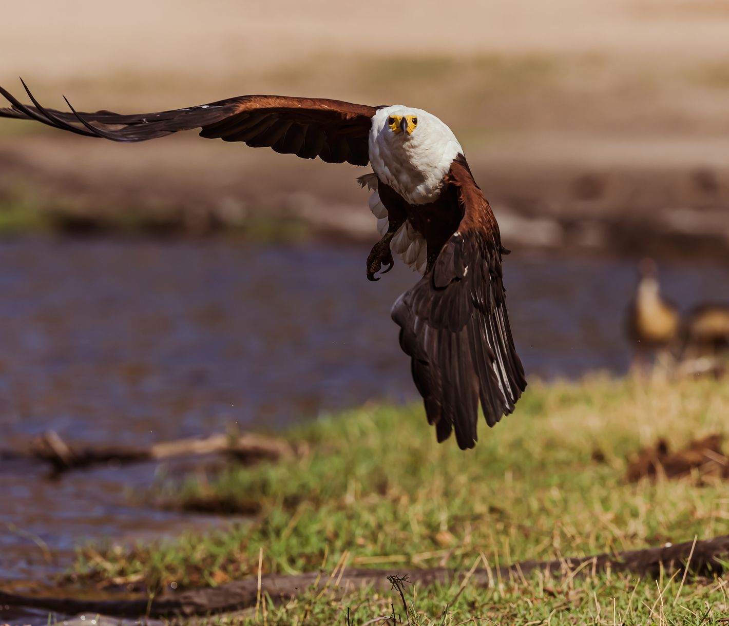 Fischadler am Ufer des Chobe-Flusses im Chobe-Nationalpark, Botswana
