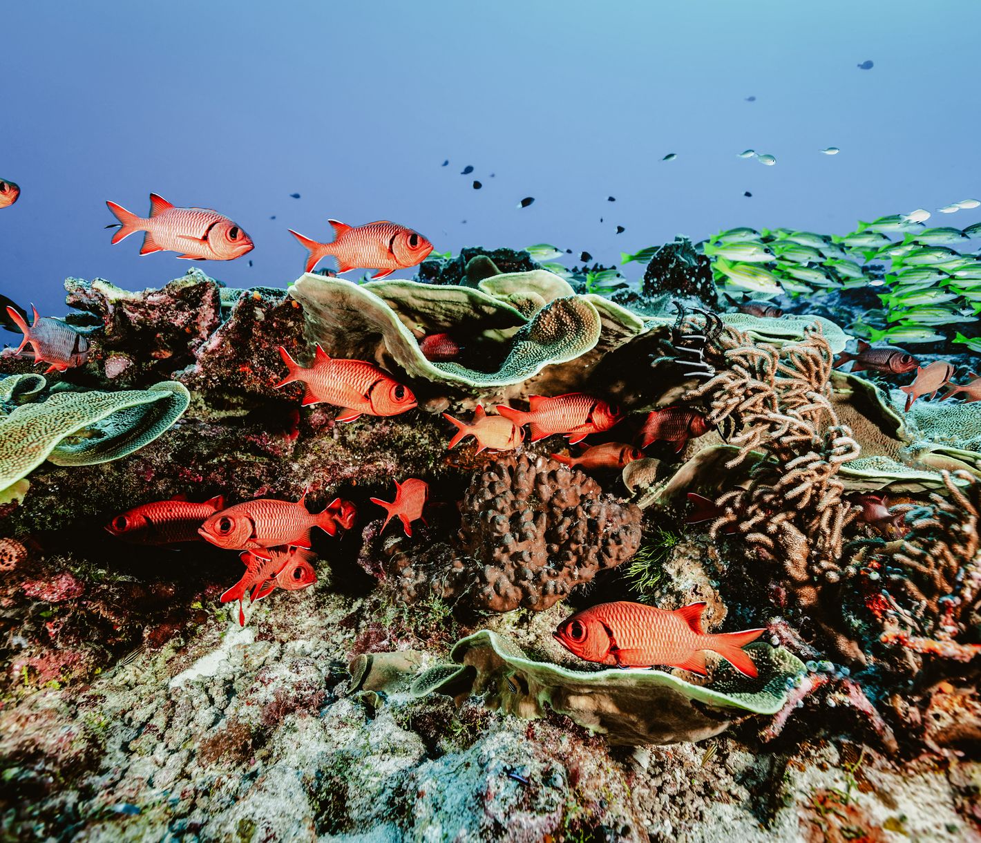 Unterwasser-Paradies