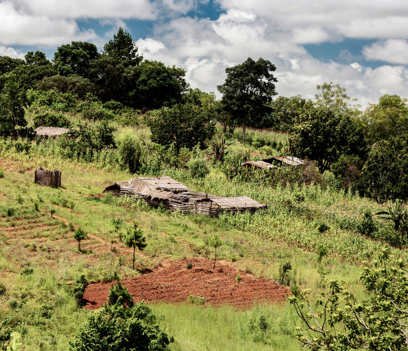 Kleinste Farmen am Zomba-Plateau