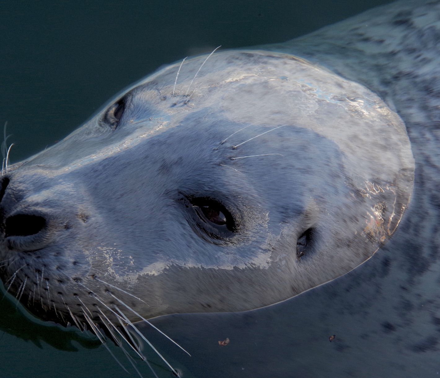 Seehunde an der Fisherman's Wharf