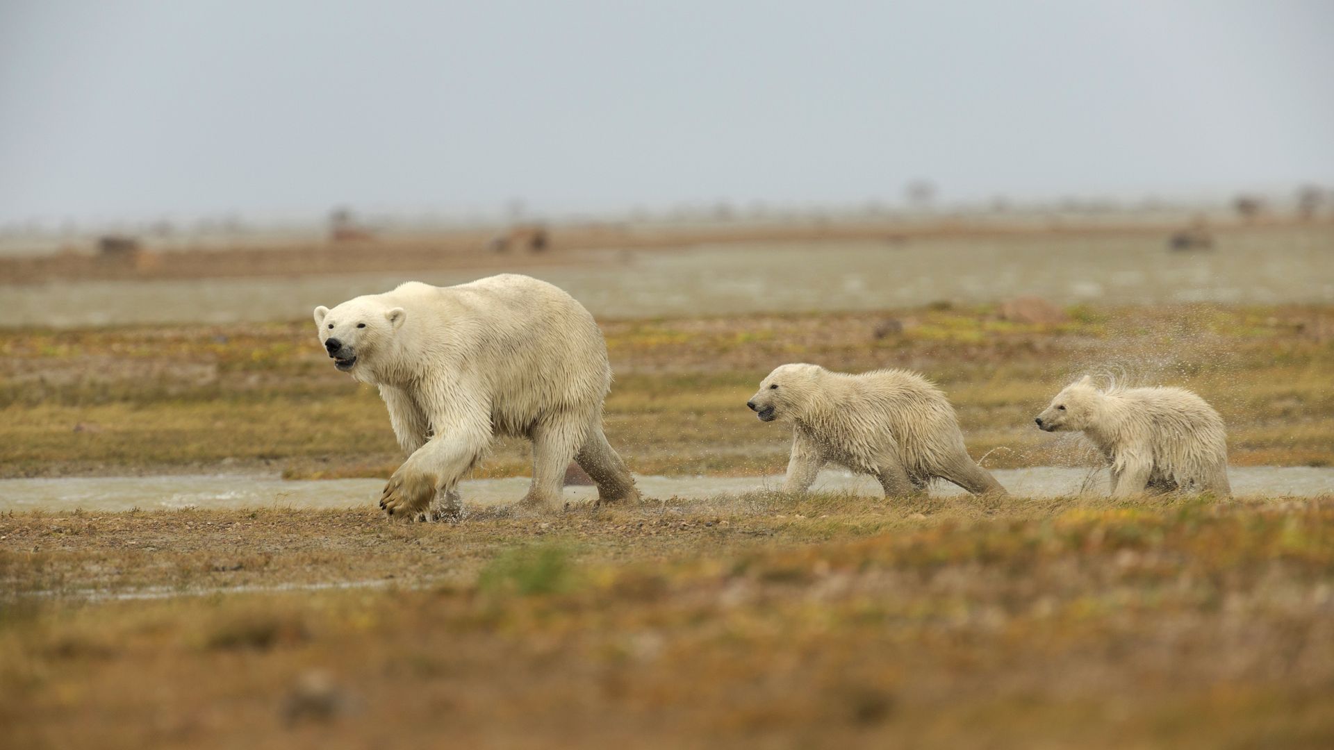 Immer schön Mama nach