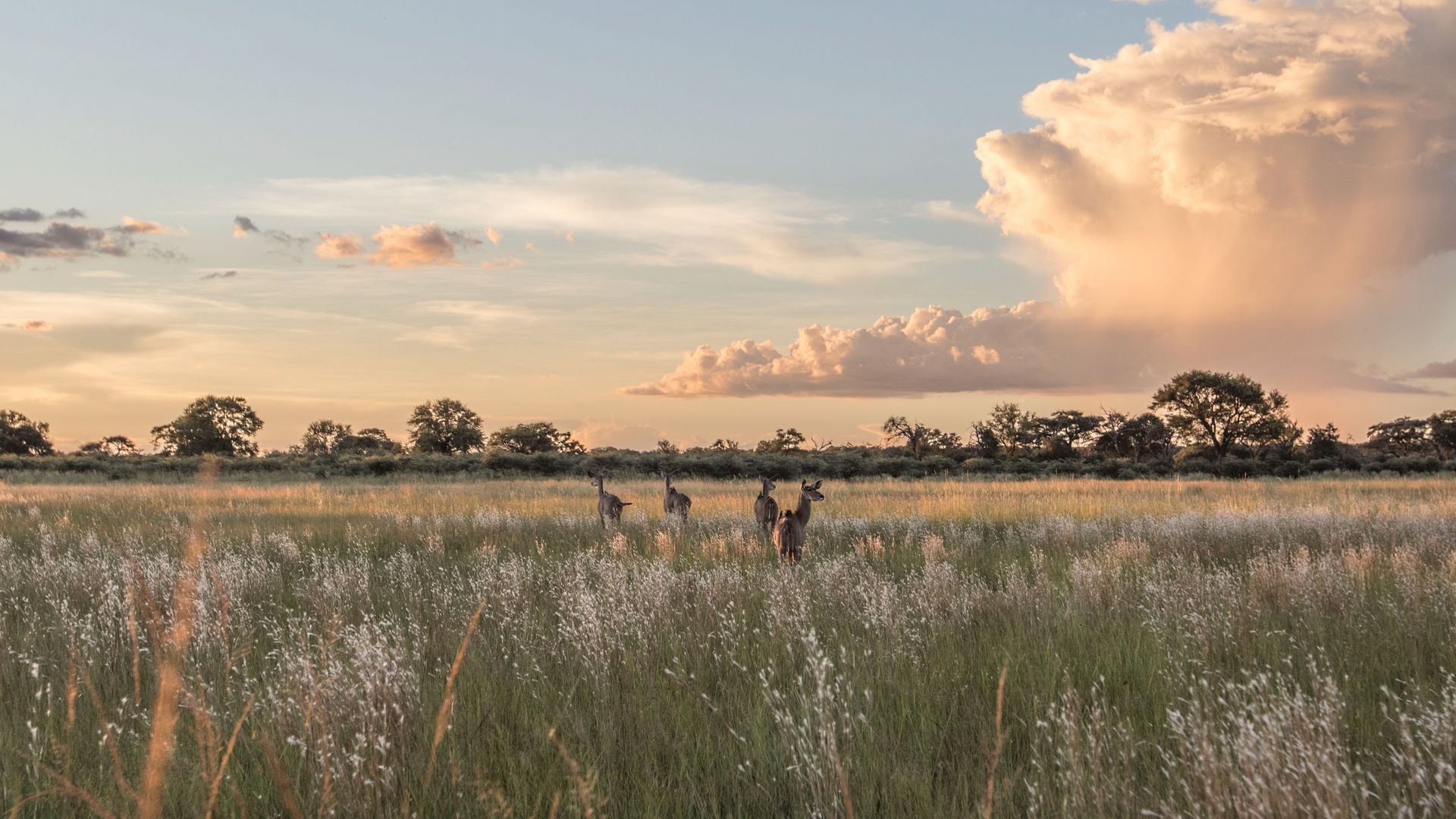 Koudous aux aguets dans le bush du parc national de Bwabwata