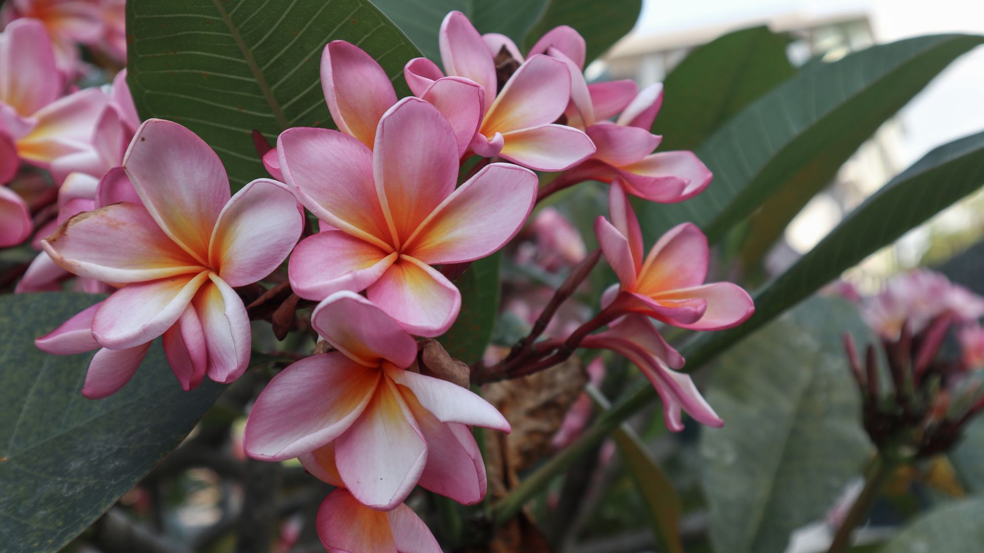 Les fleurs de Plumeria de différentes couleurs sont utilisées entre autres pour la fabrication de glaces florales.