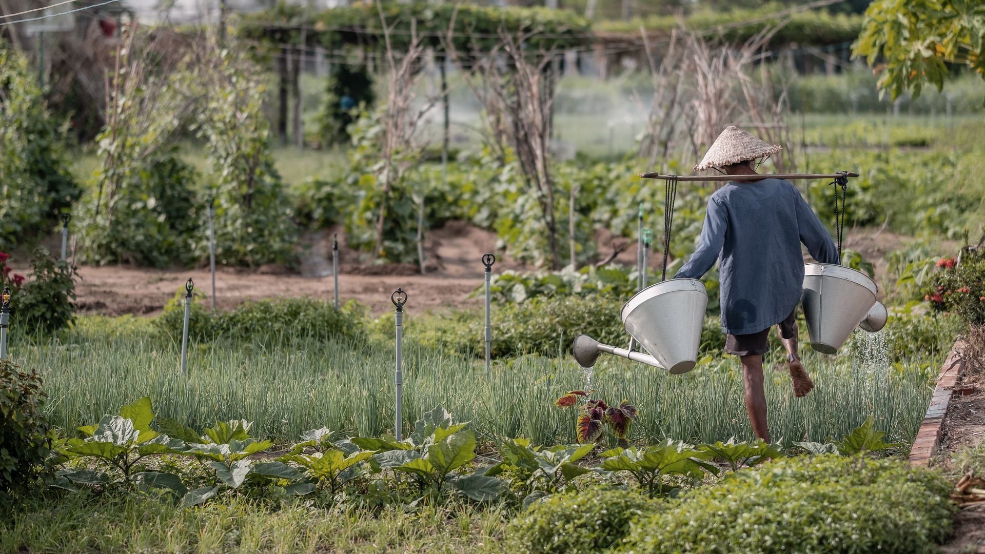 Ein lokaler Bauer des Dorfes Tra Que am Bewässern eines biologischen Gemüsegartens.