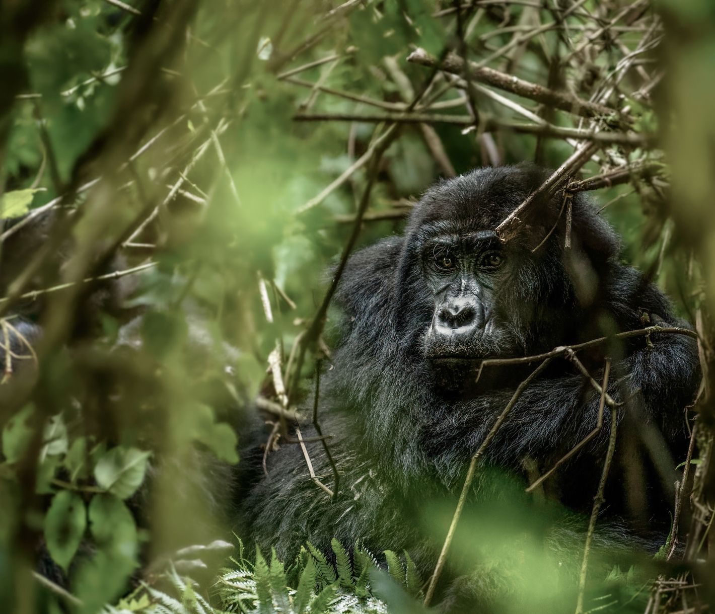 Gorille de montagne dans son environnement naturel dans la Forêt Impénétrable de Bwindi