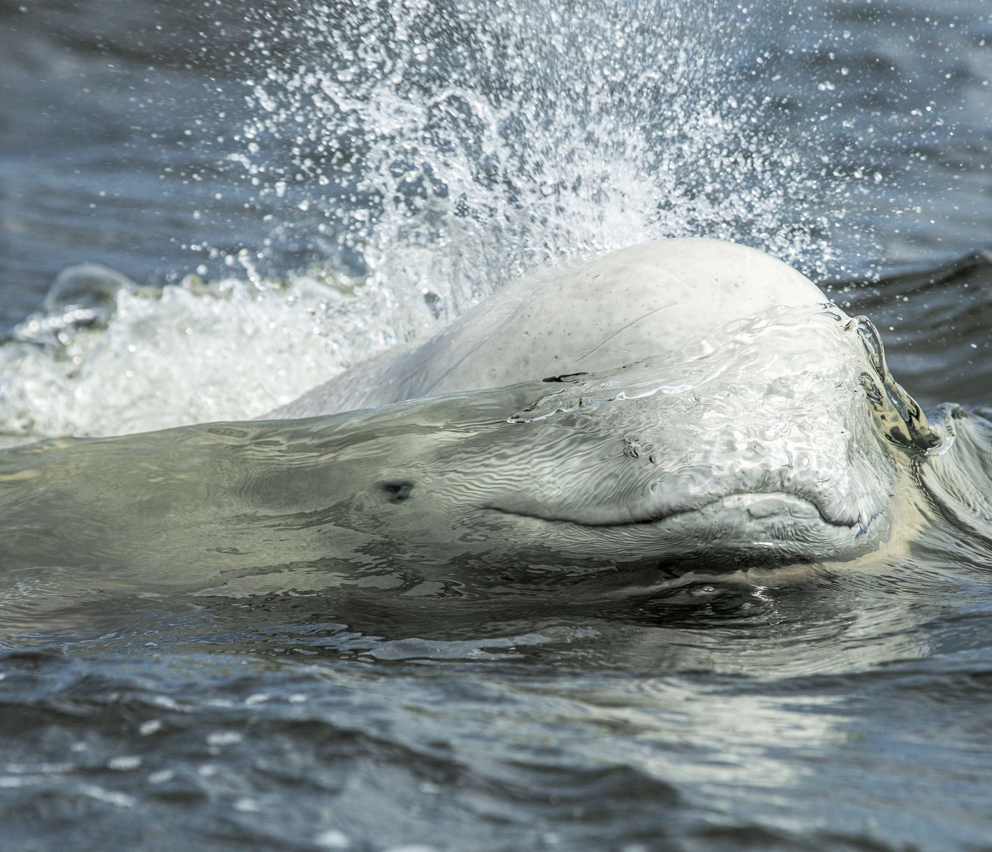 Beluga in Churchill