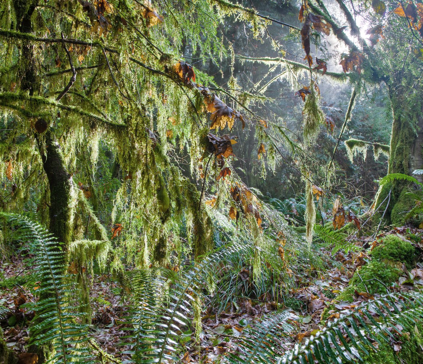 Coastal Rainforest im Süden von Vancouver Island