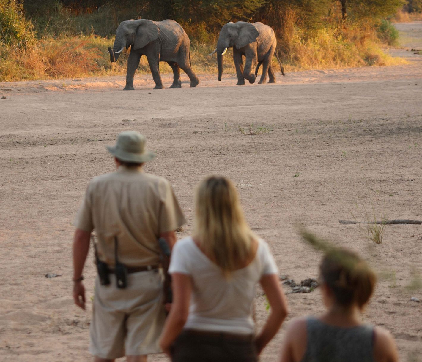 Fusspirsch im Ruaha-Nationalpark mit Elefanten im Hintergrund