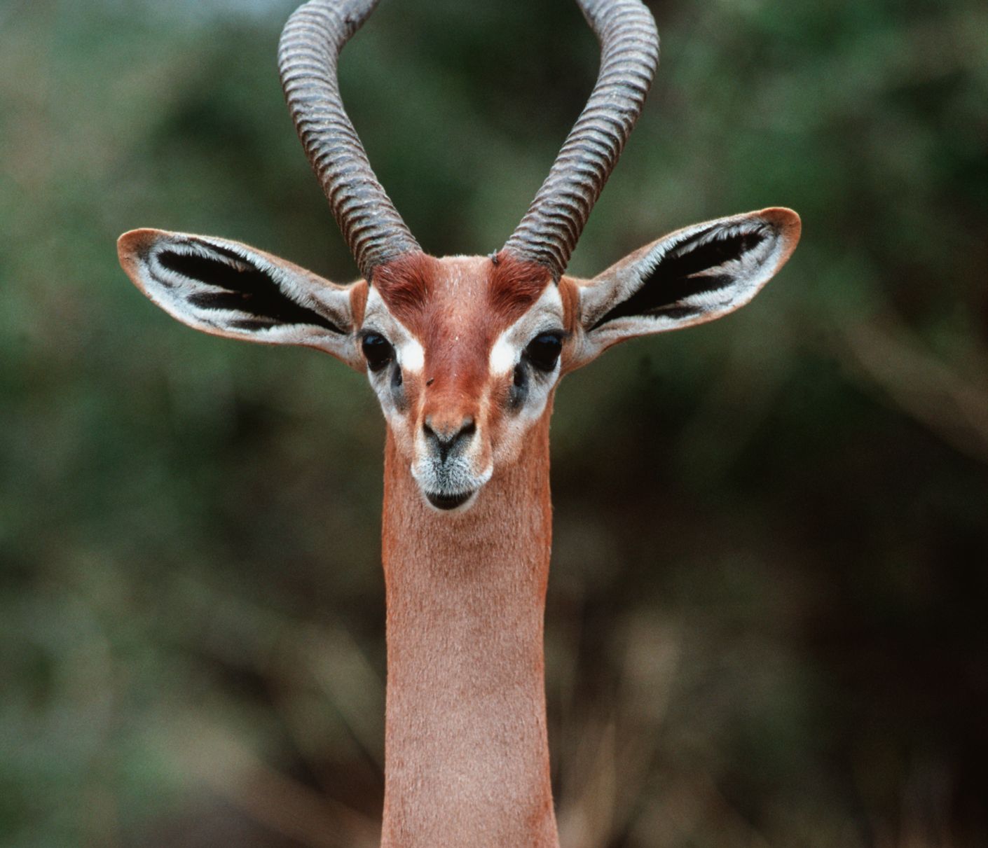 Charakteristisch wie beim Namensvetter: der lange Hals einer Giraffengazelle