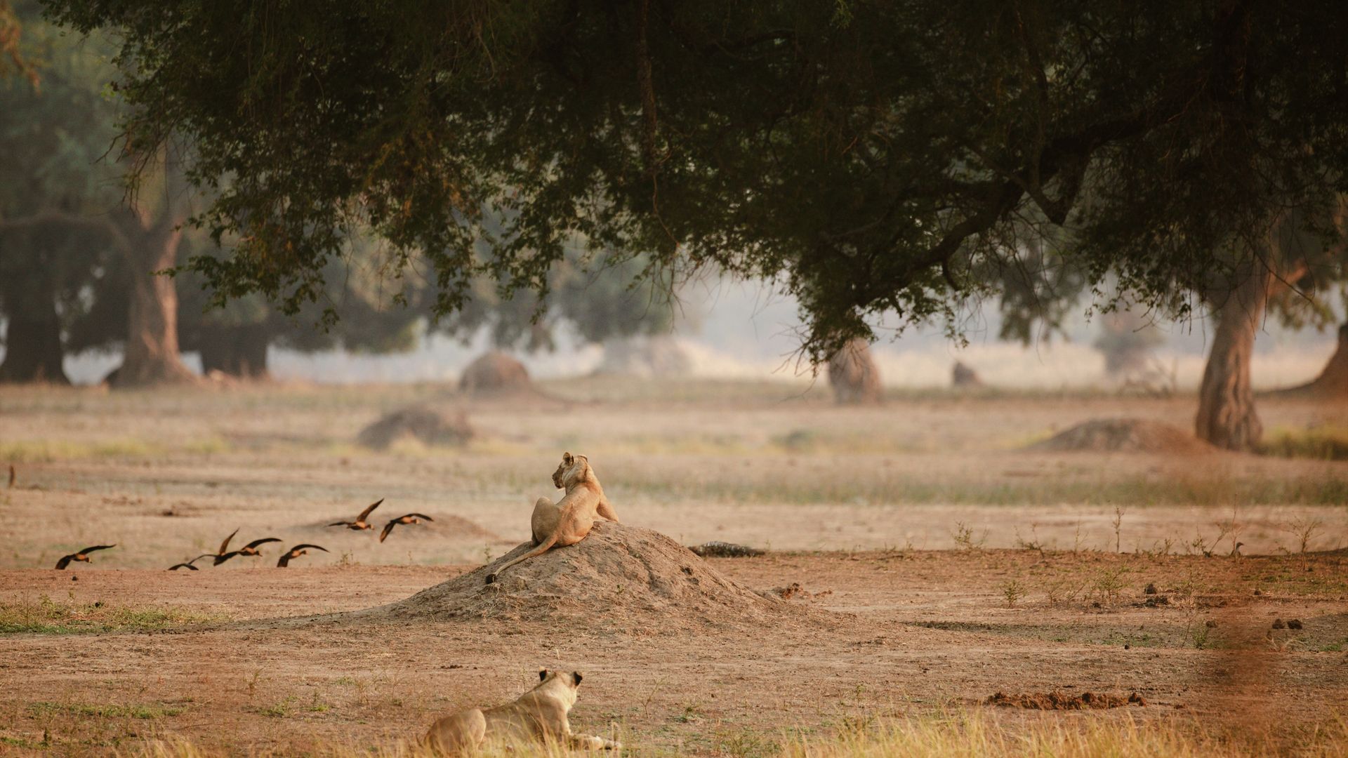 Les prédateurs sont à leur poste !