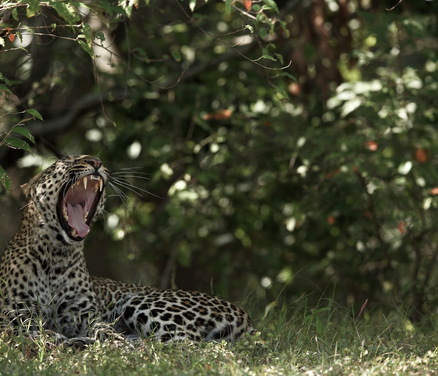 Ein müder Leopard entspannt sich im Schatten des Dickichts.