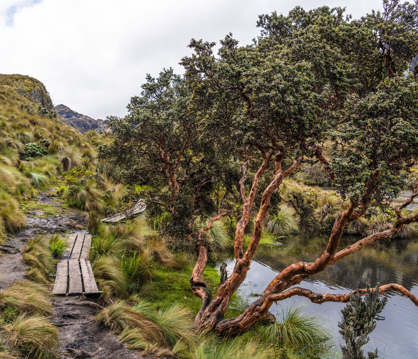 Dem Wasser entlang im Cajas-Nationalpark