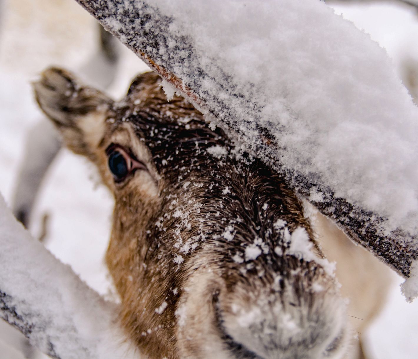 Les rennes aiment le froid et la neige.