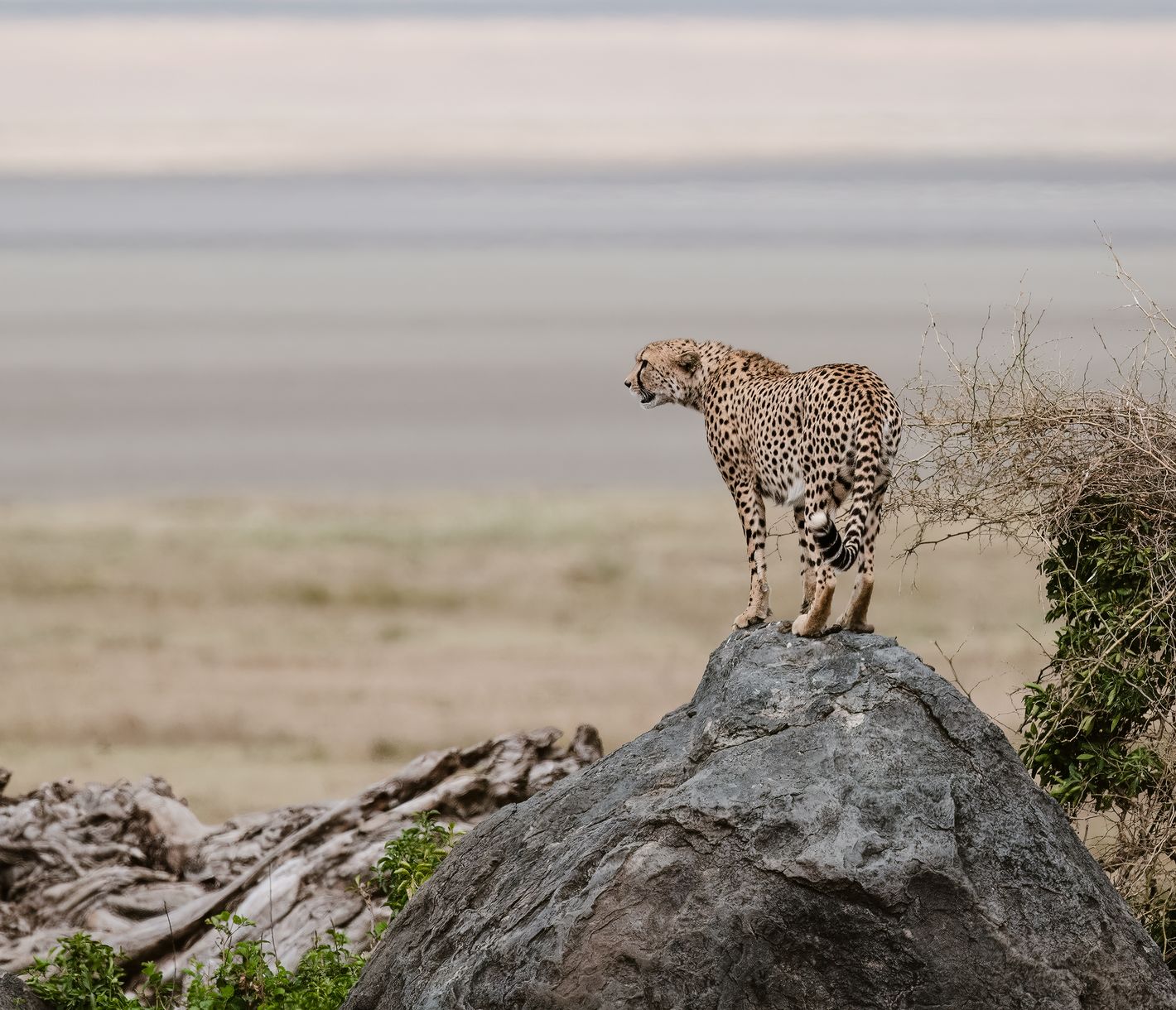 Ein Gepard hält Ausschau im Ngorongoro-Krater