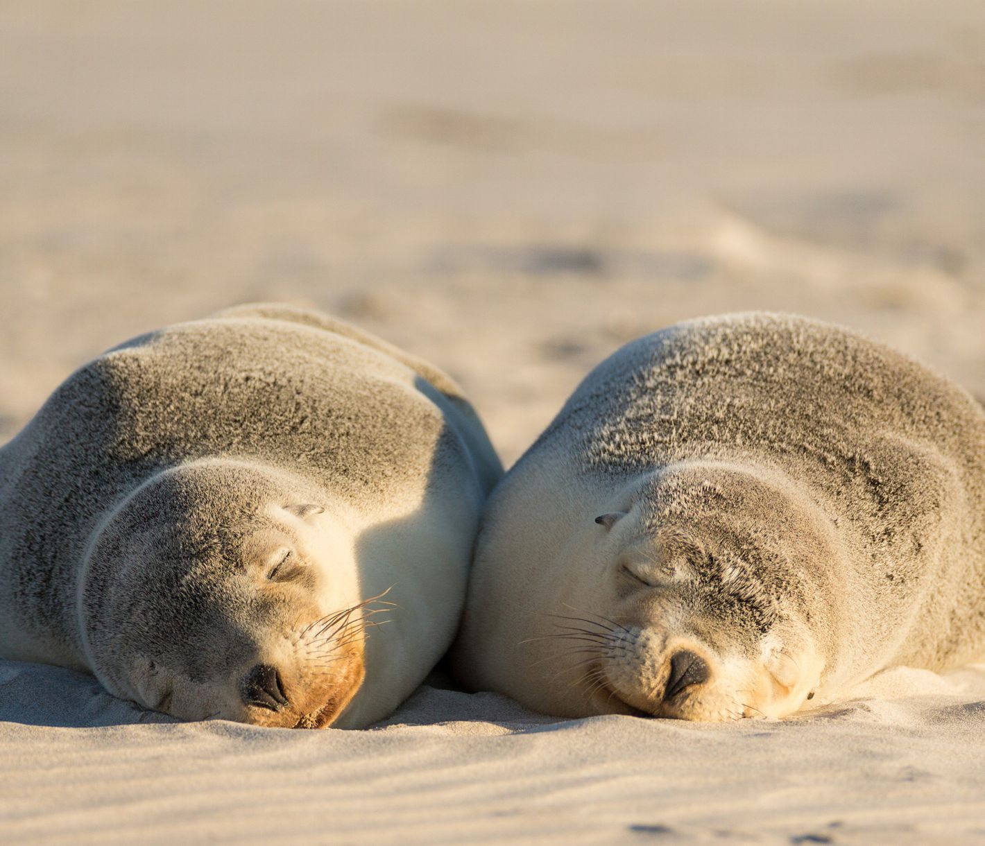 Ich lass mir die Sonne auf den Pelz scheinen.