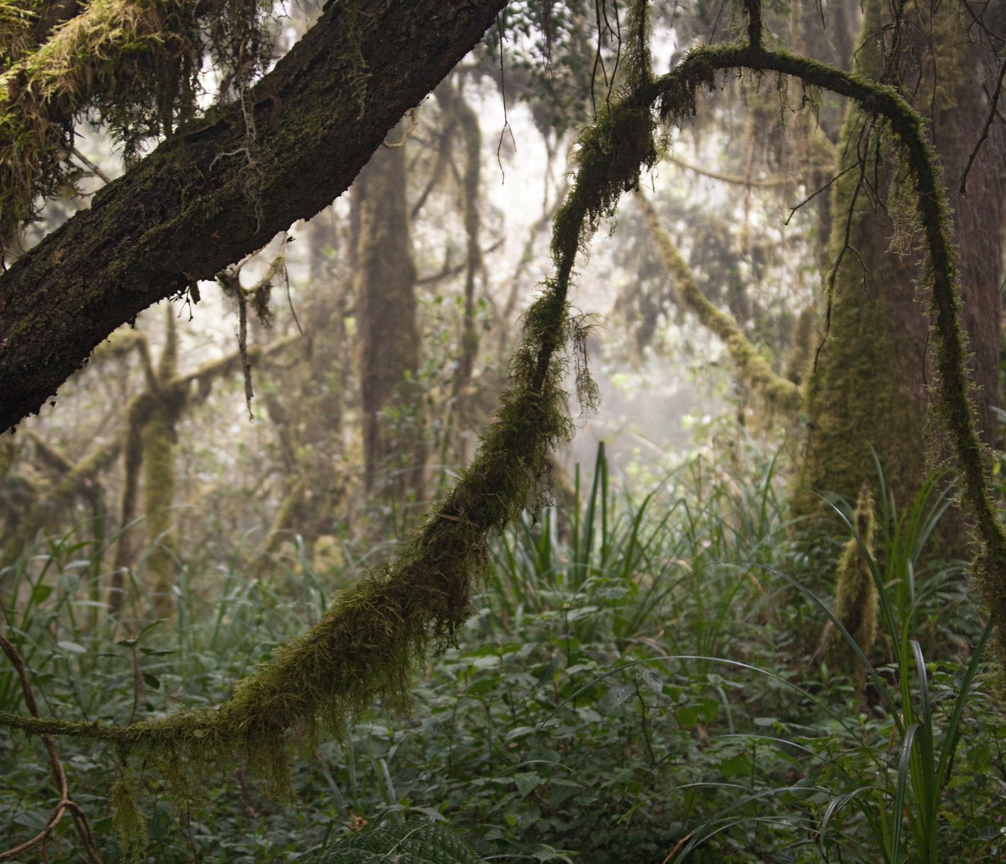 Der Kilimandscharo ist nicht nur steinig und karg, sondern auch sehr grün.