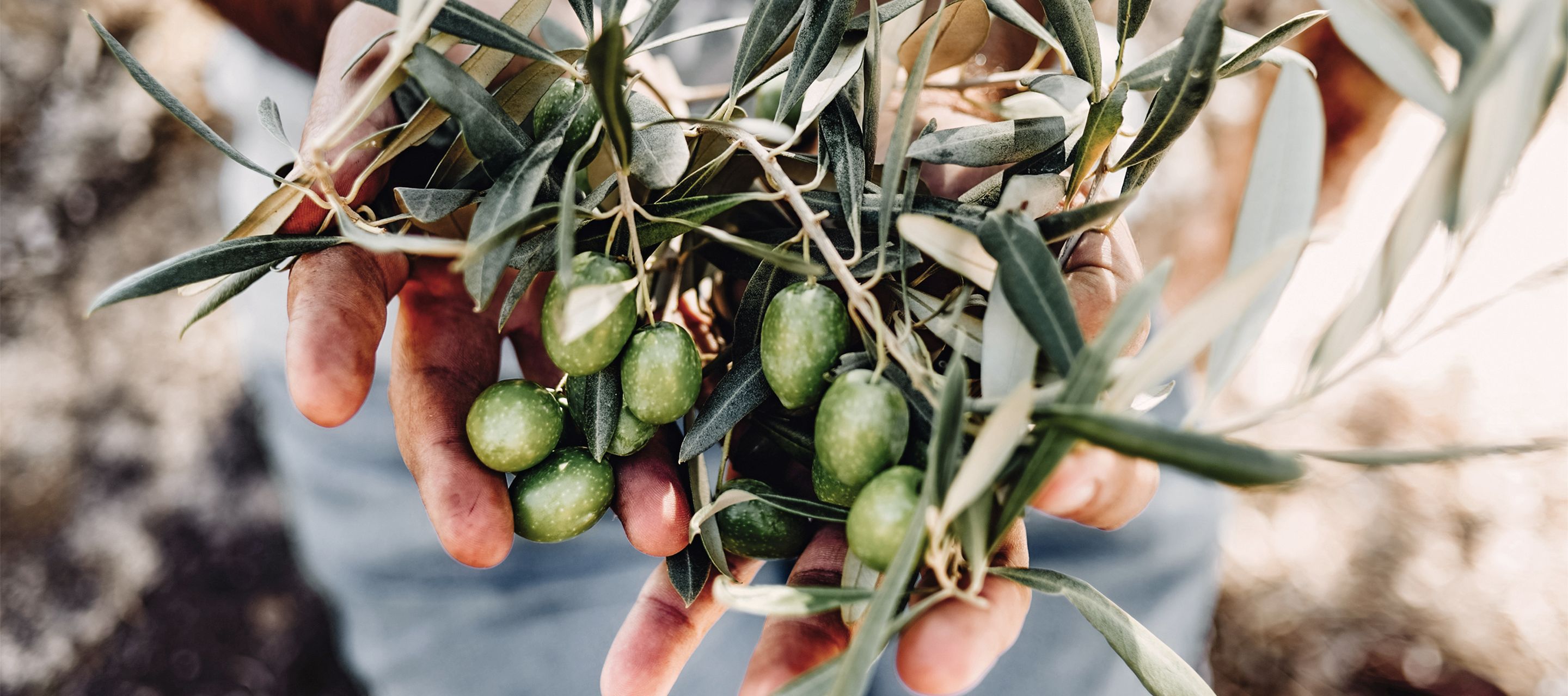 Frisch gepflückte Oliven