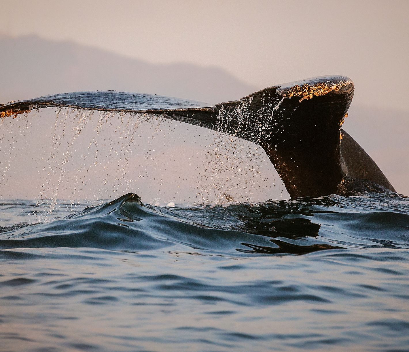 In der Bucht von Monterey sind Walbeobachtungen ziemlich sicher.