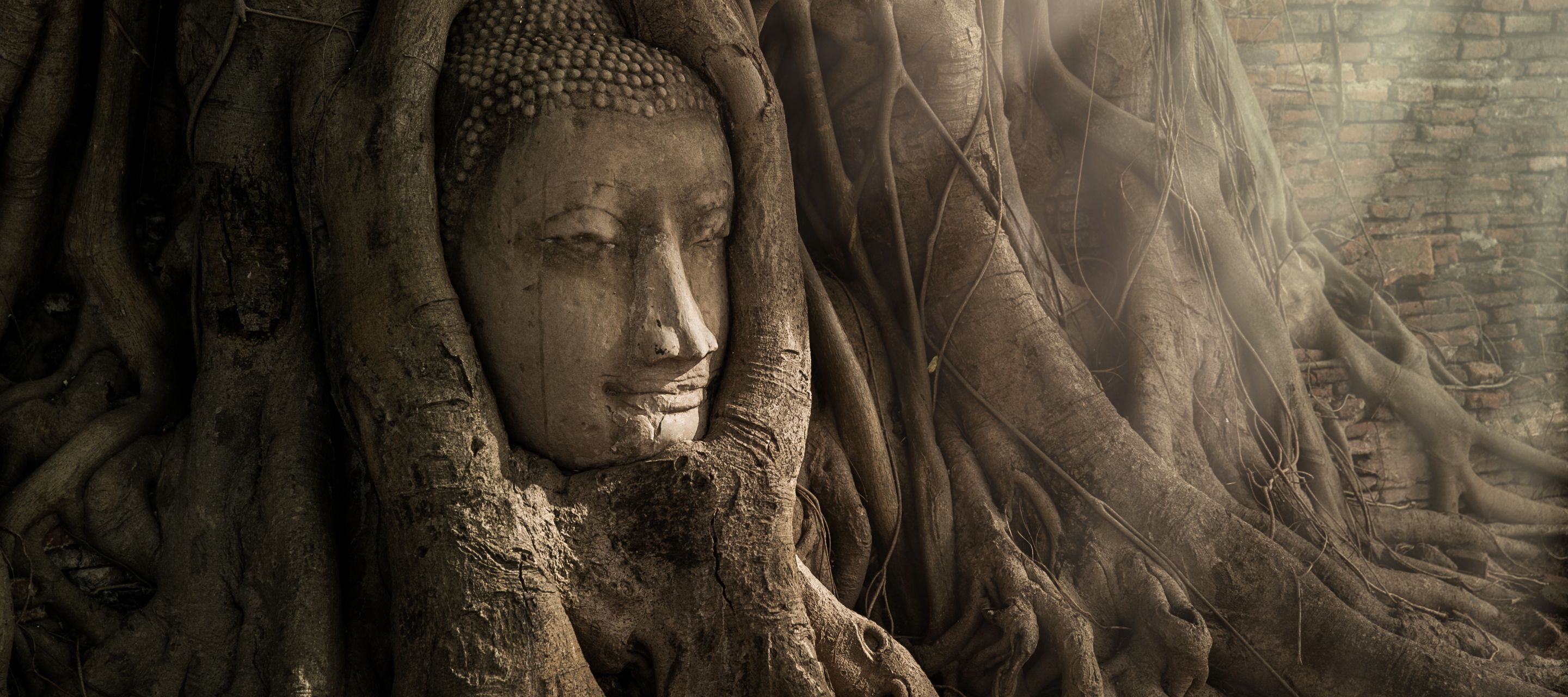 Der Buddhakopf des Wat Mahathat ist eines der meistfotografierten Sujets.
