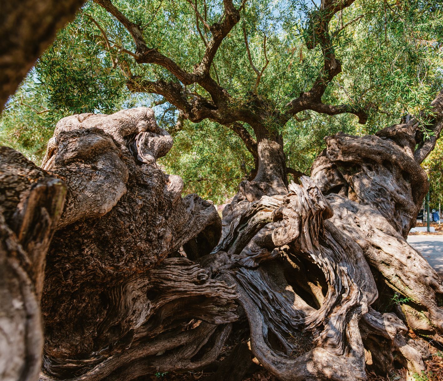 Über 2000 Jahre alt – Der ehrwürdige Olivenbaum von Zakynthos