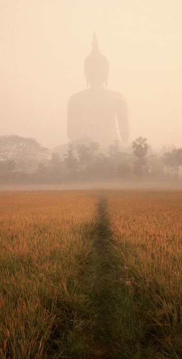 Mystischer Blick auf den in Reisfeldern gelegenen Wat Muang